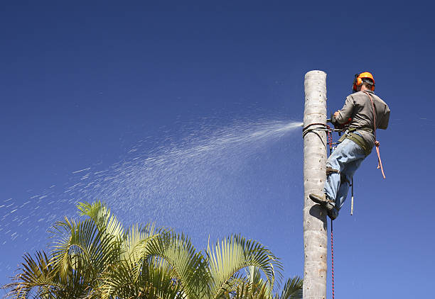 How Our Tree Care Process Works  in  Hillcrest, CA